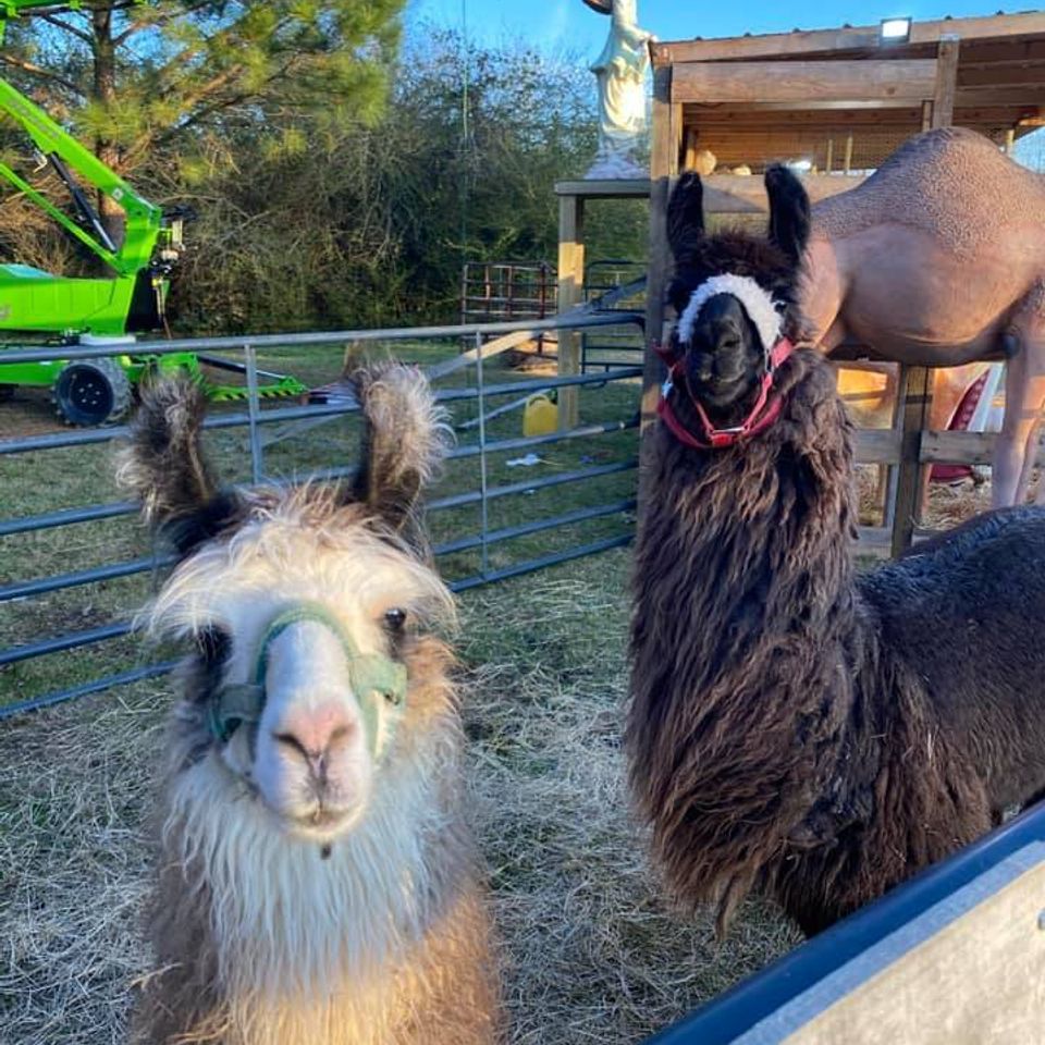 Llamas