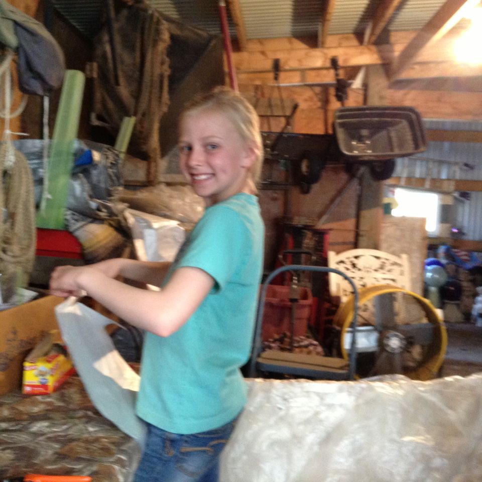 Shearing 2013  9