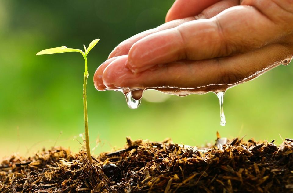 Organic gardening good for the environment
