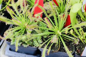 Capensisdrosera