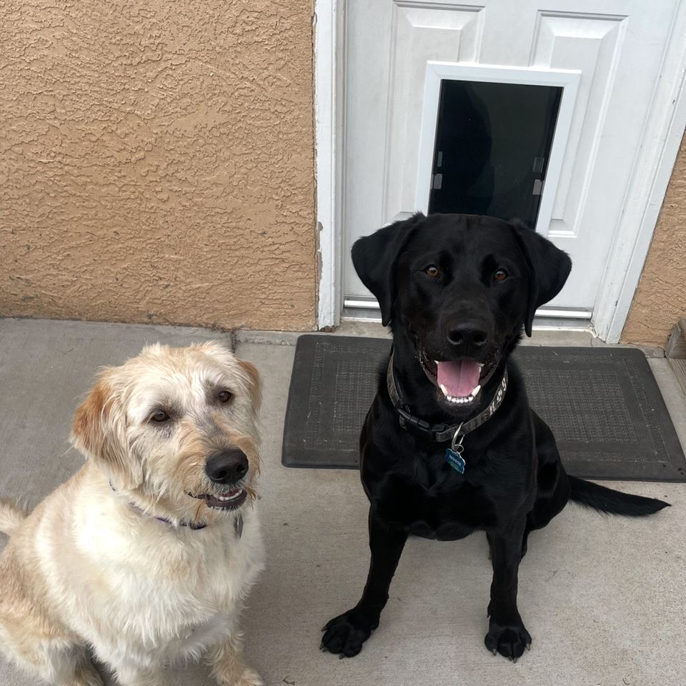 Black lab   white dog   door