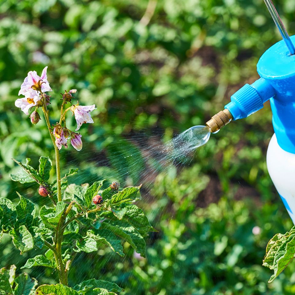 Bigstock spraying plants against colora 344008921
