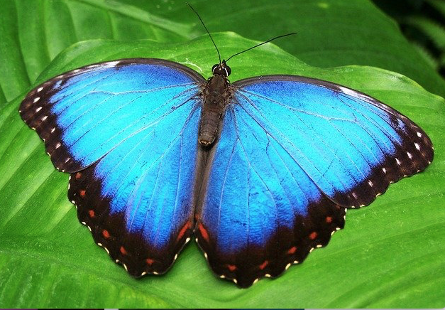 Butterfly image