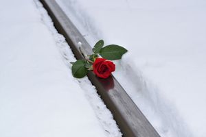 Red rose in snow g5fc397f60 1920