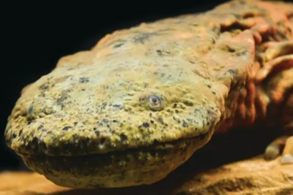 9.1 ozark hellbender  st. louis zoo