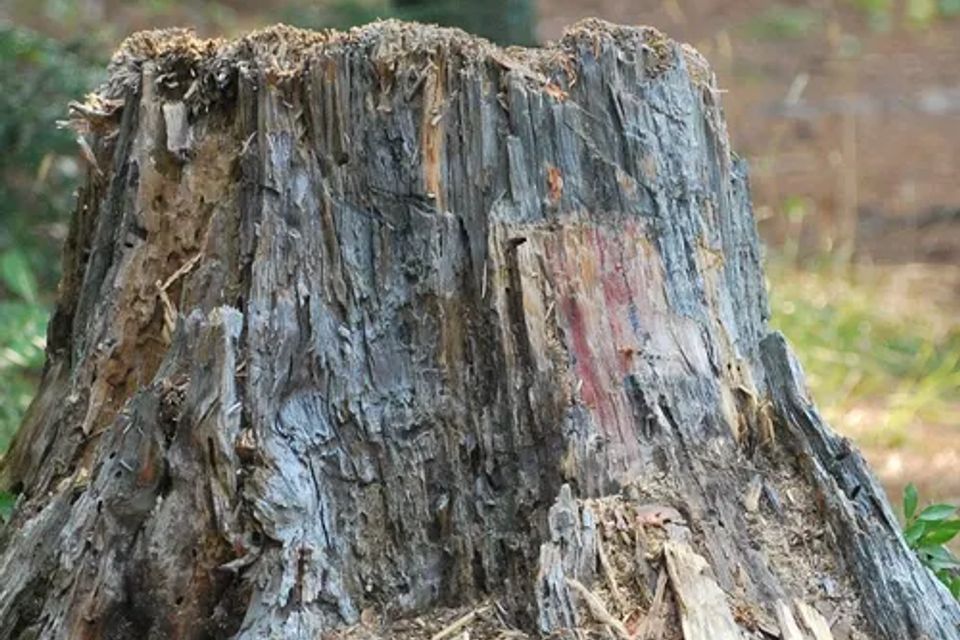 Stump