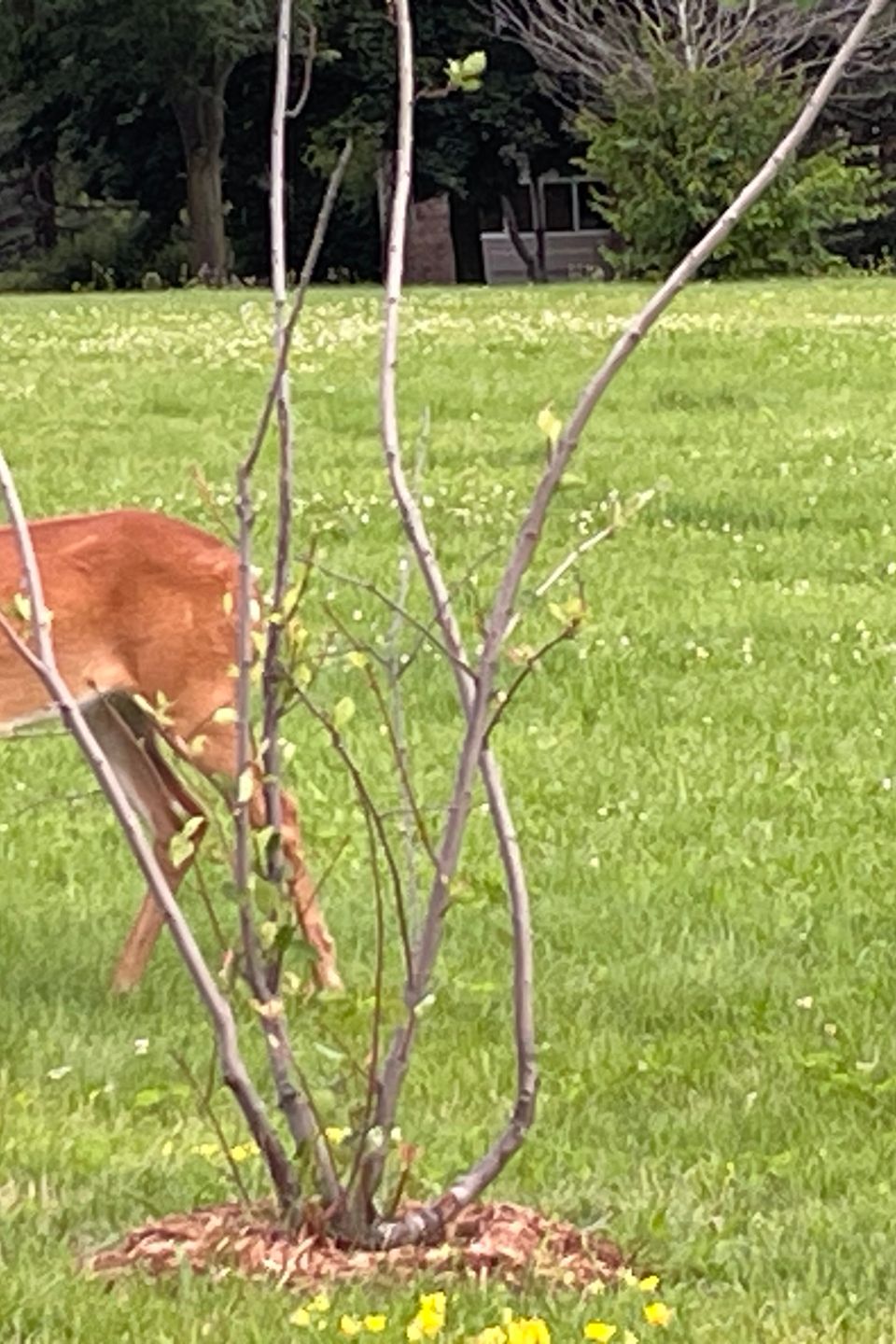 Deer2
