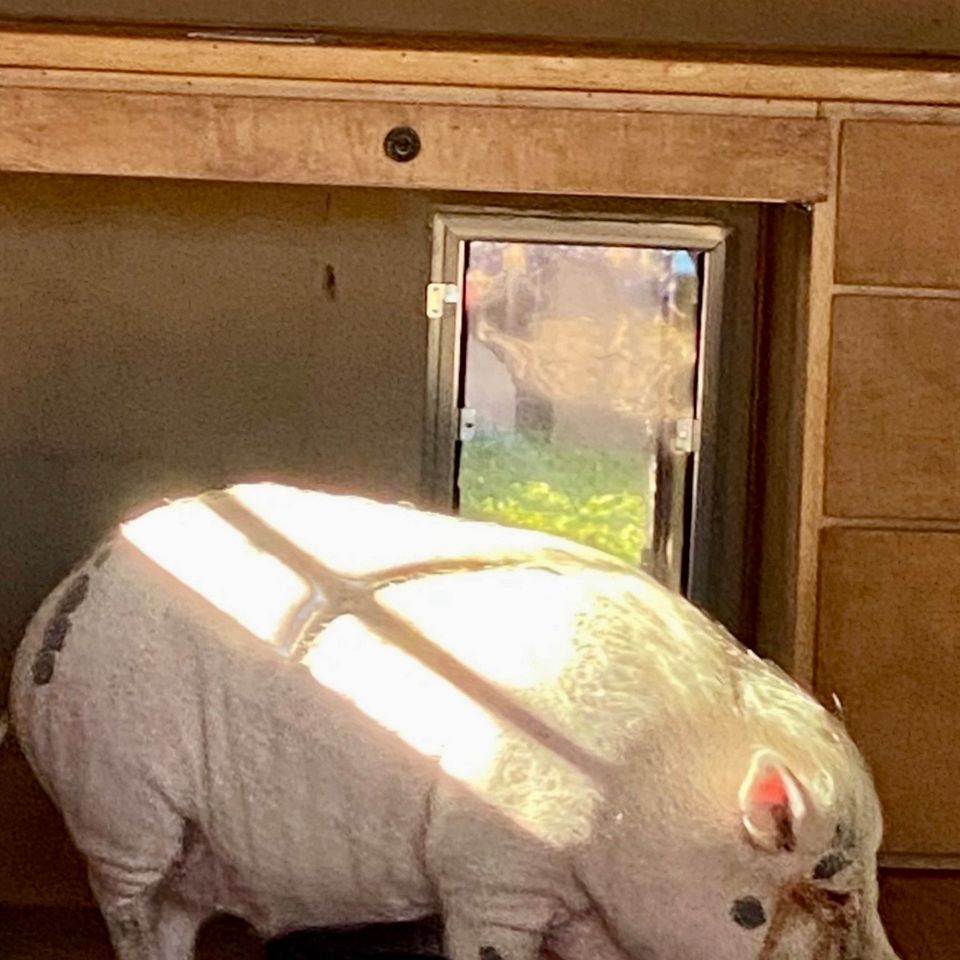 Pig door