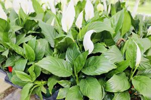 Peacelilyspathiphyllum