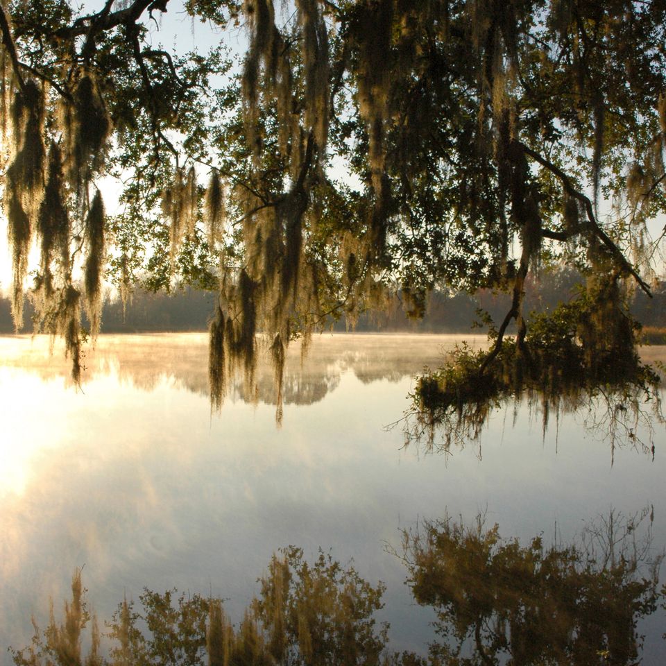 Lake alice dawn rc