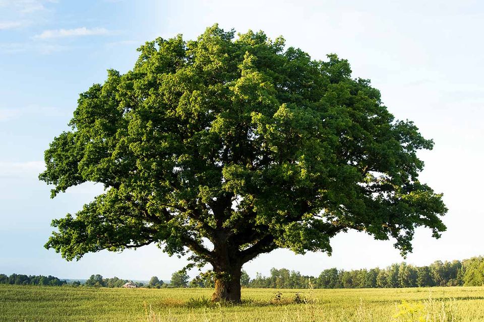 Large mature oak tree in a field