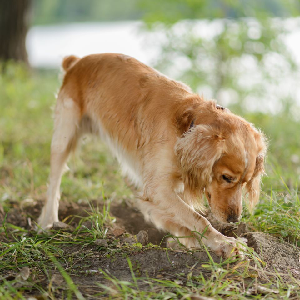 Adobestock 216525392