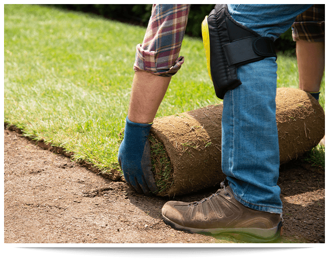 Sod installation2