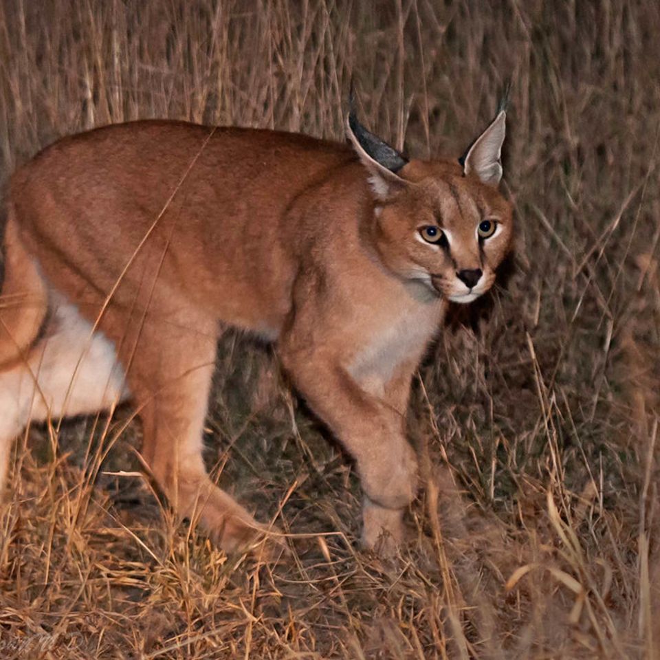 Caracal 1