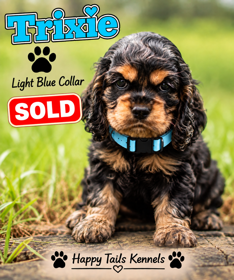 Puppy portrait with a sold badge 1