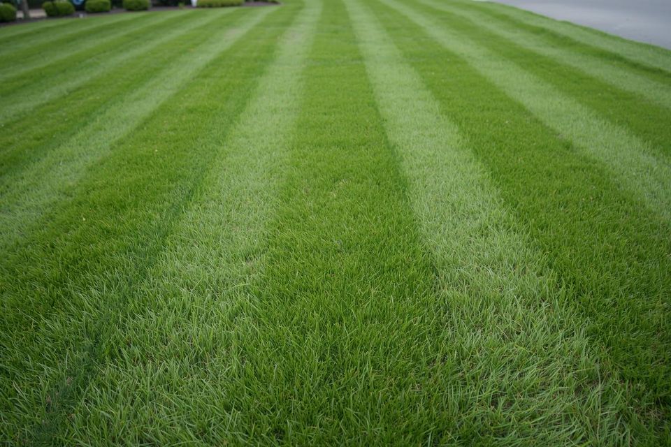 A beauitful front lawn in new england  just grass (1)