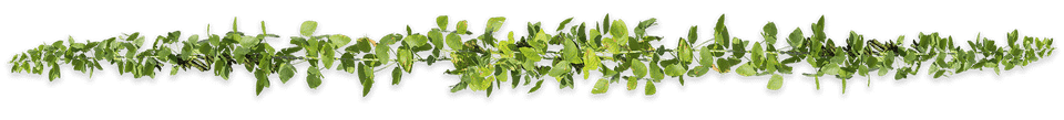 Greenbeanvine