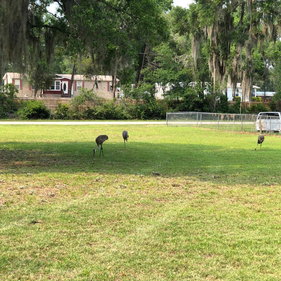 18449 back yard
