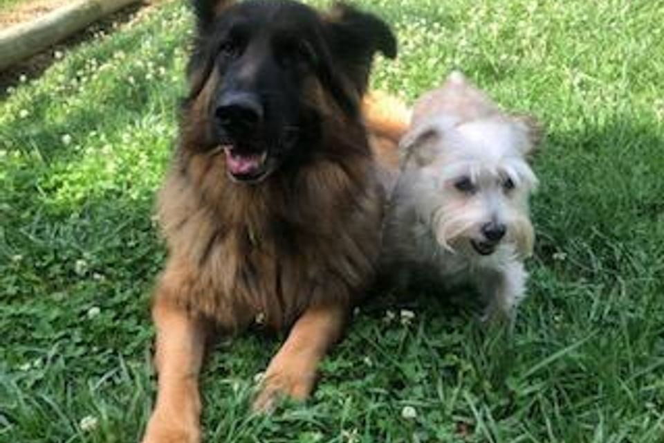 Browndog whitedog