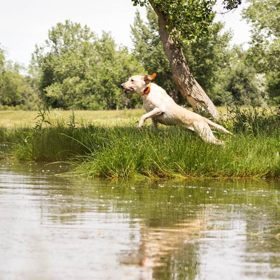 Puppy and Hunting Dog Training in Adrian Oregon