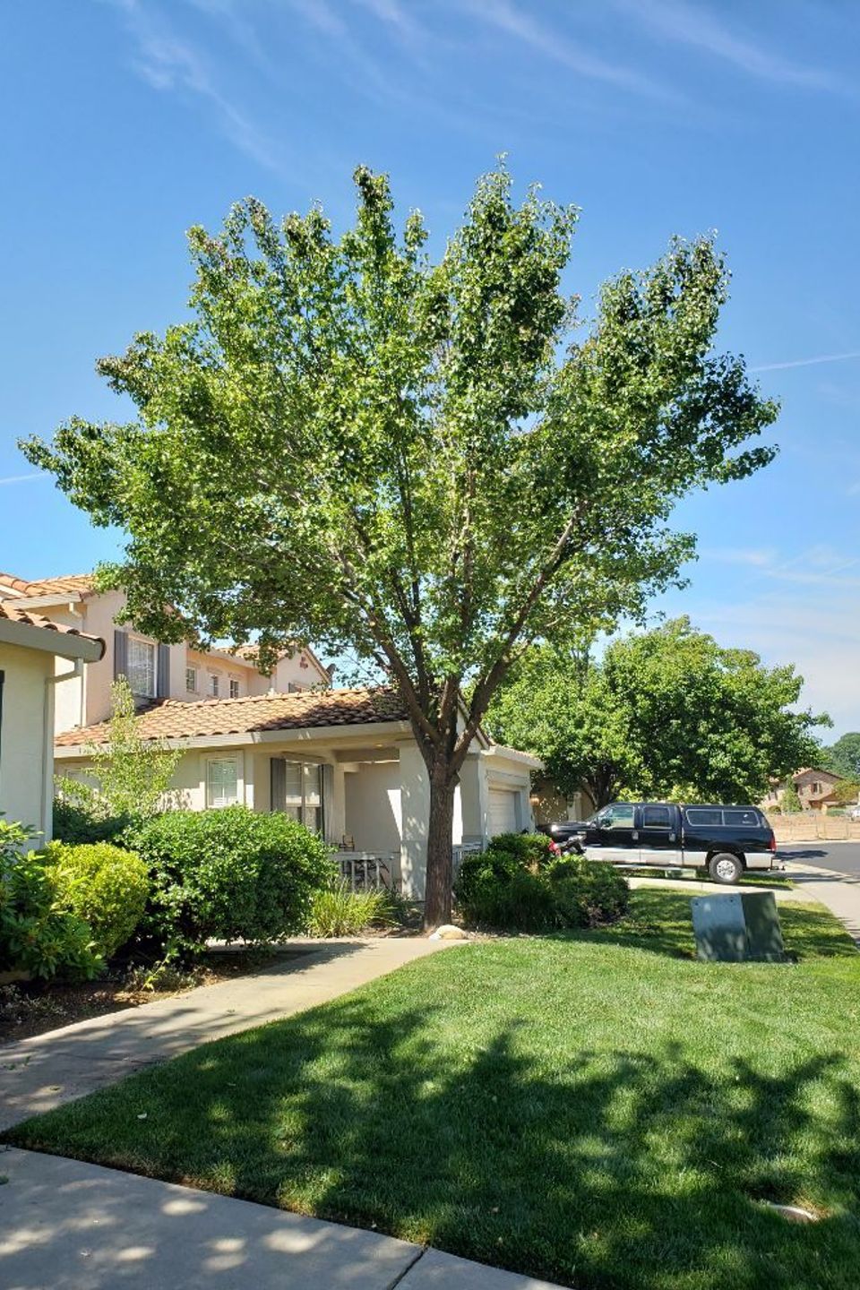 tree service roseville 