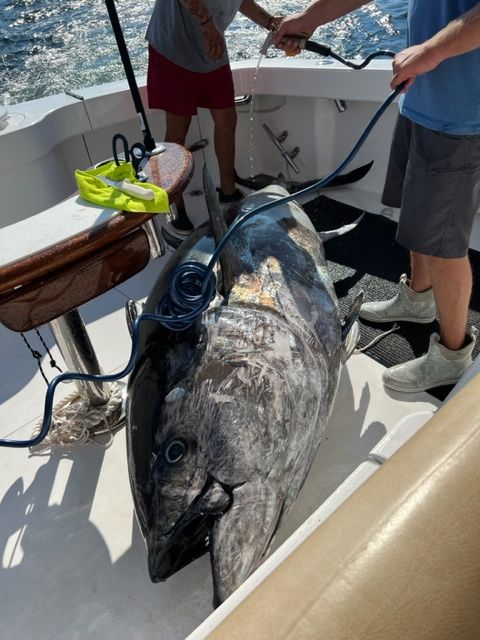 2 men standing next to large tuna just caught on deck watering it down