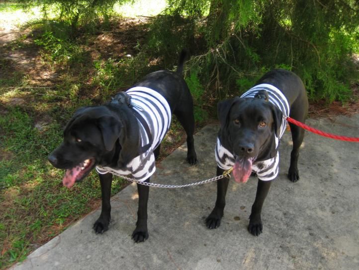 Twin labs