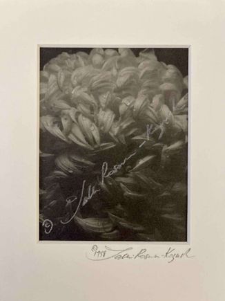 Chrysanthemum platinum print