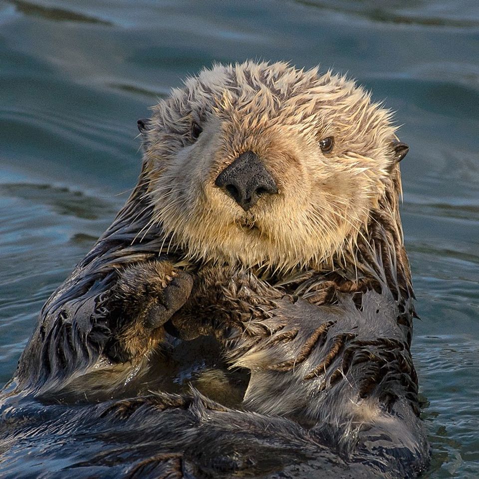 Https upload.wikimedia.orgwikipediacommons002sea otter 28enhydra lutris29 282516979052429 crop
