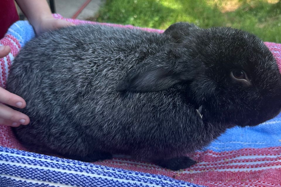 Dave   silver fox