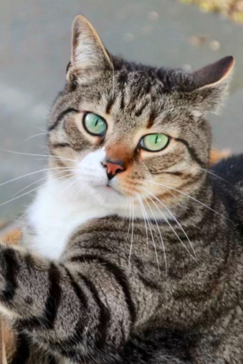 Milo