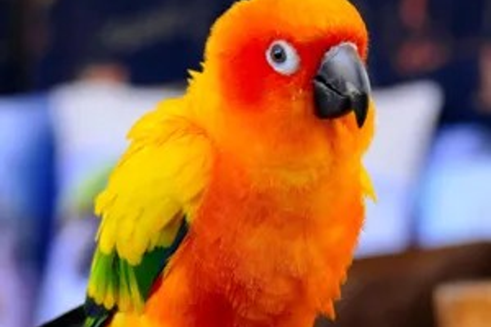 Bird in Pet Shop