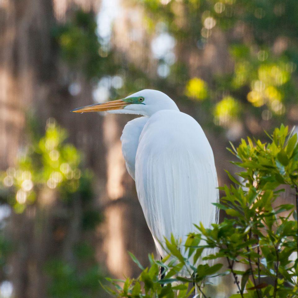 Rc great egret2 111
