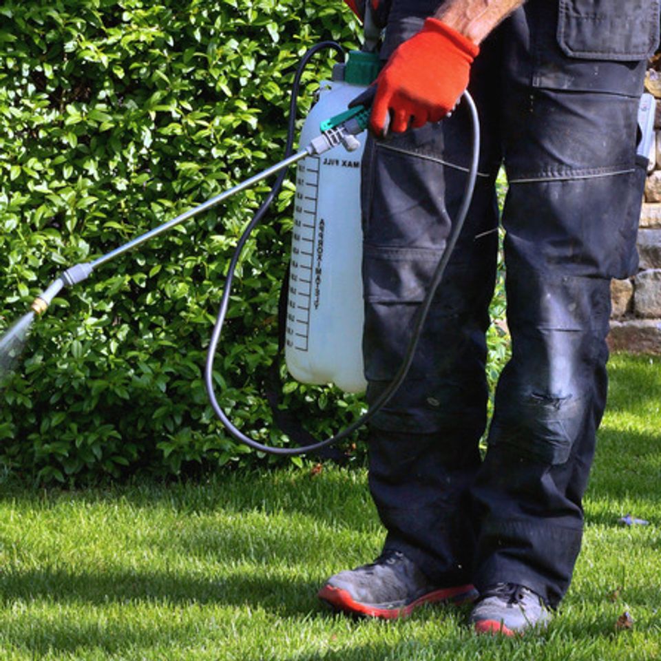 Weed Control | Perennial Lawns | Richmond, VA