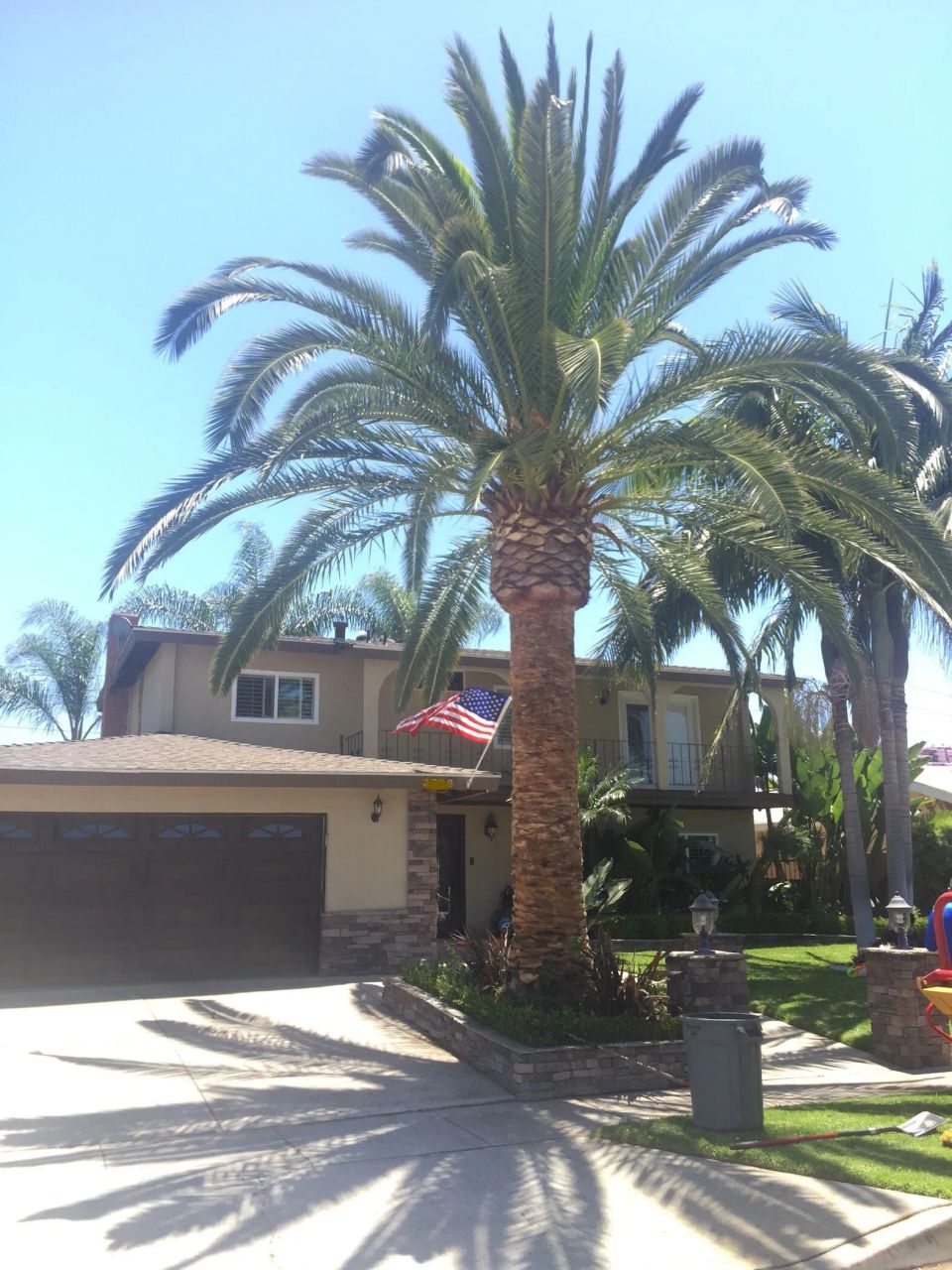 Palm tree trimming 1920w