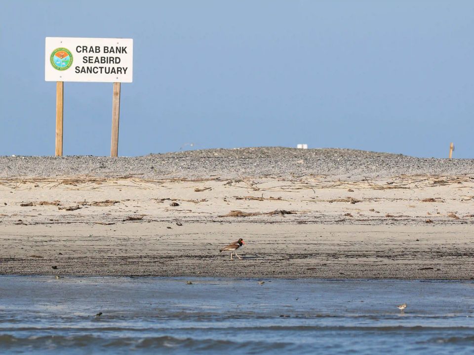 Crab Bank Seabird Sanctuary sign with shorebird walking along the shoreline in Charleston Harbor