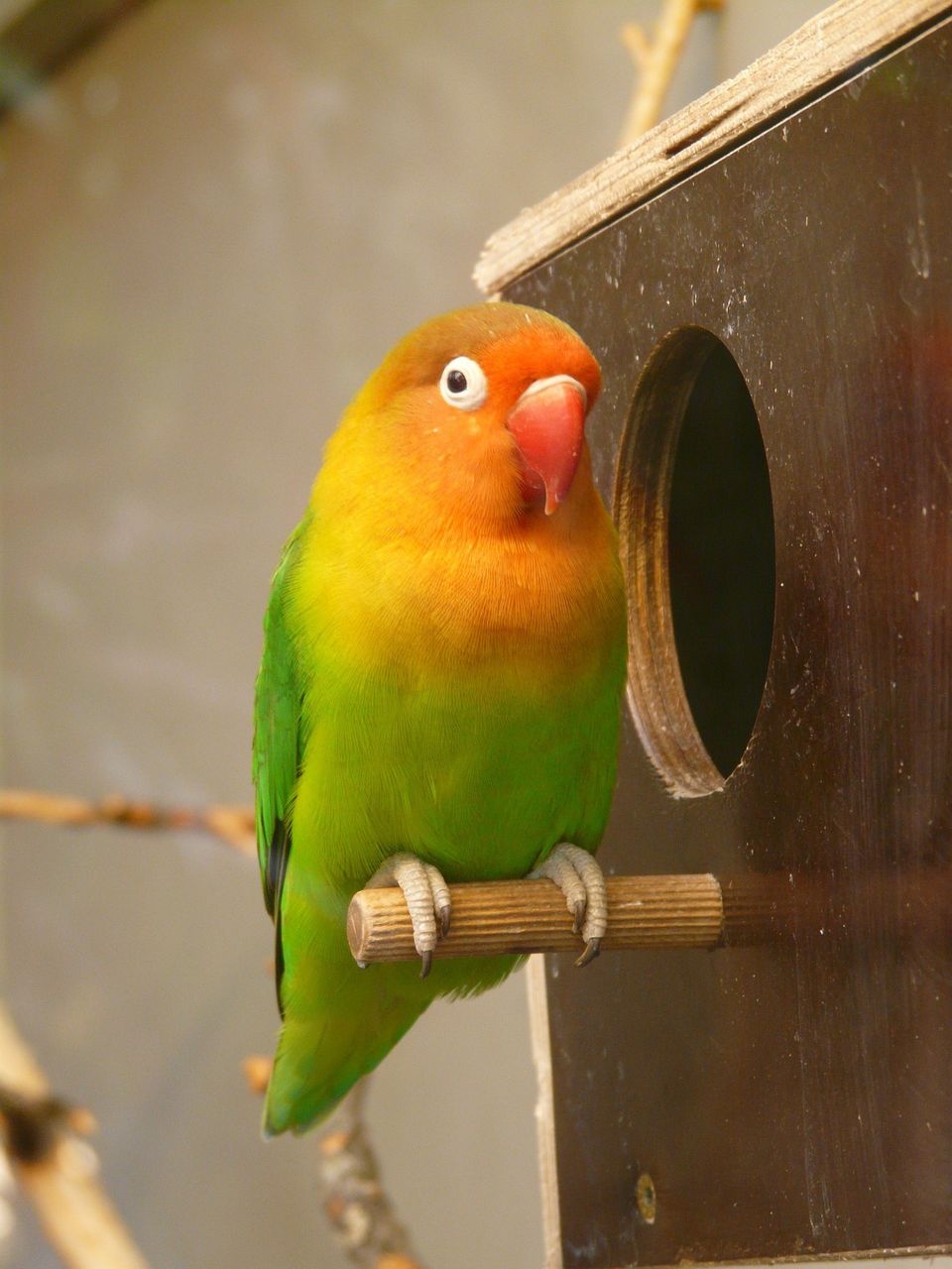 Bird and Pet Store in Rockville Centre | Parrots of the World - Rockville Centre NY