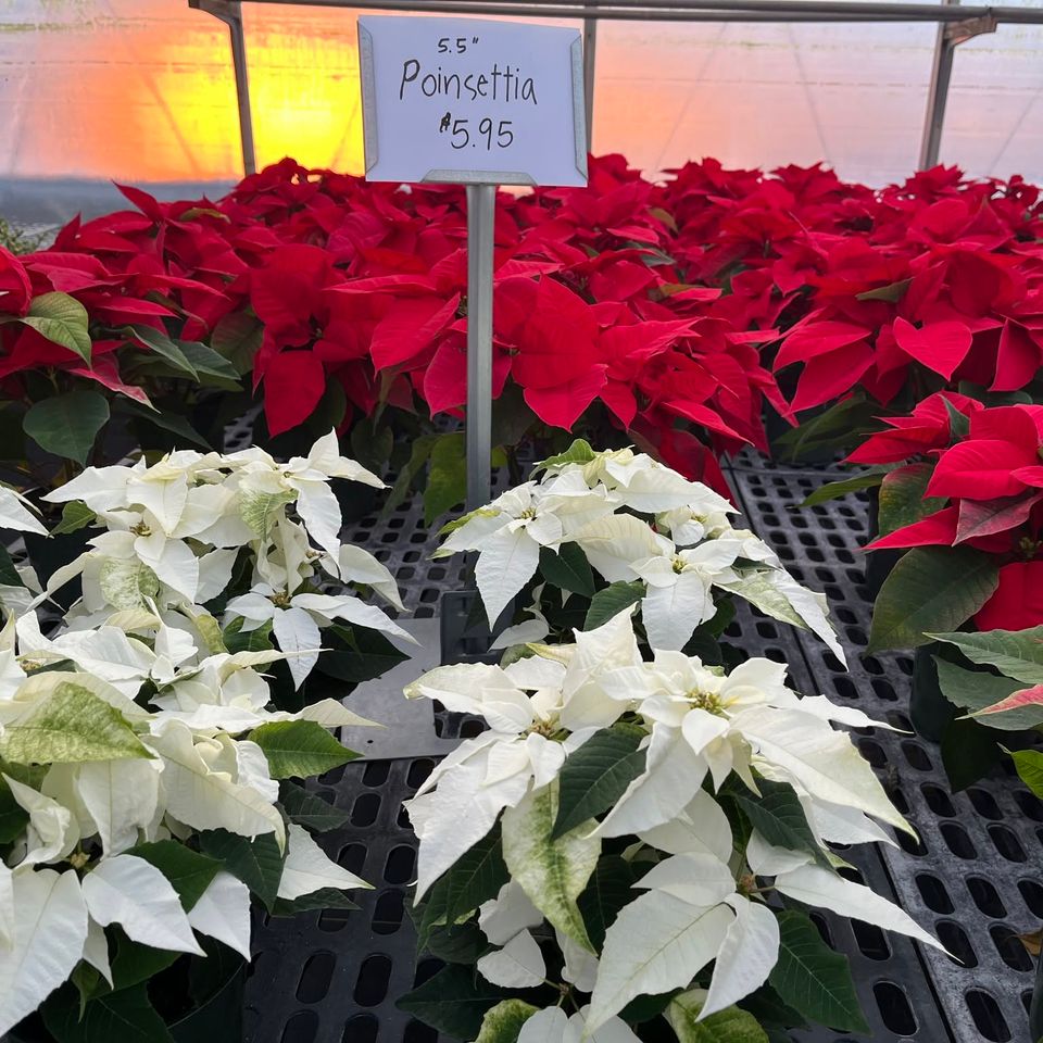 Poinsettias at Maytown Gardens, Marietta