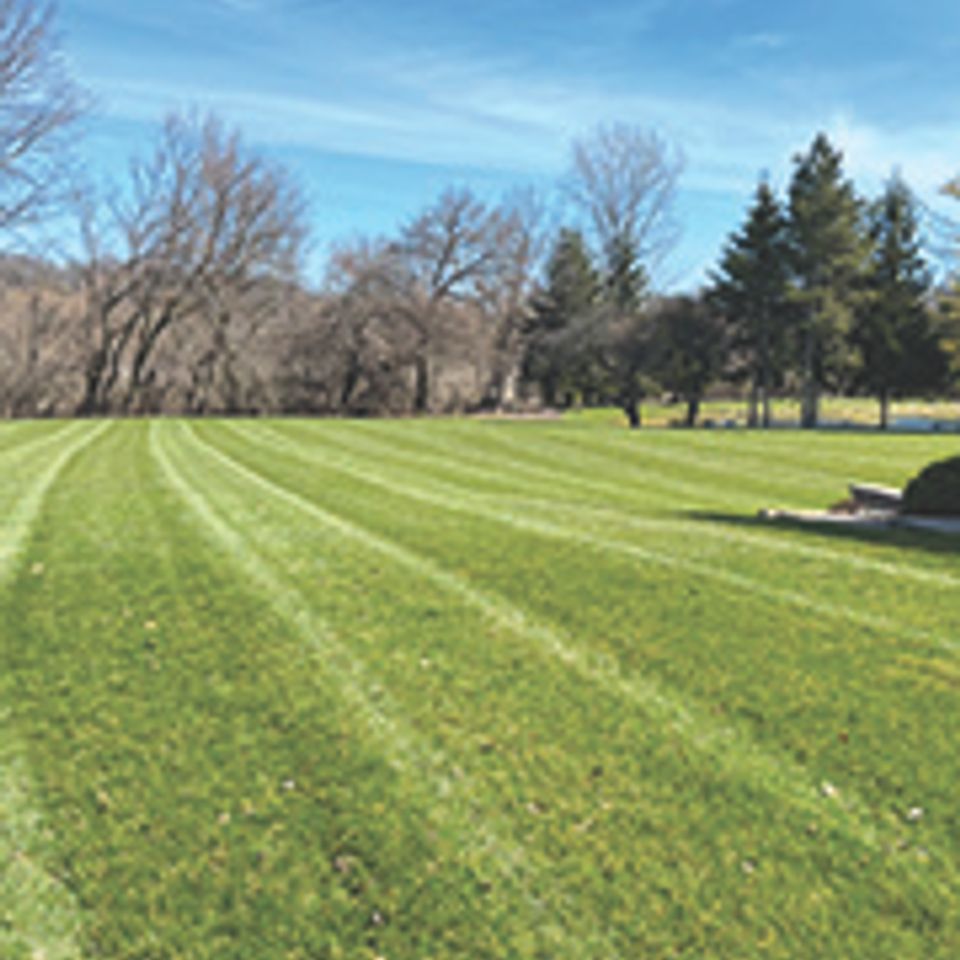 Green grass yard