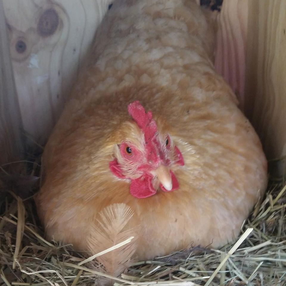 Chicken