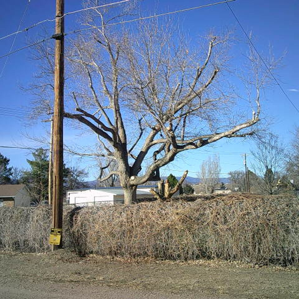 Trees of life tree service 12