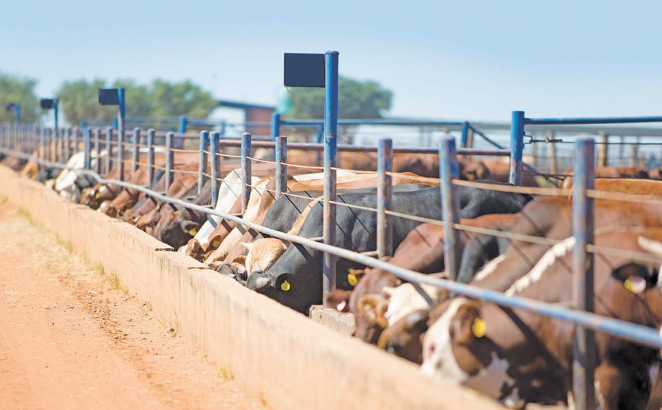 Feedlot
