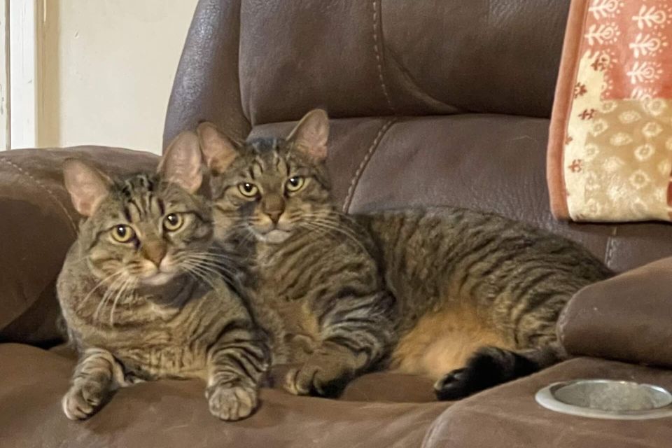 Melissa meade 2 tabby courtesy post pic