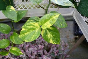 Hawaiianepipremnum