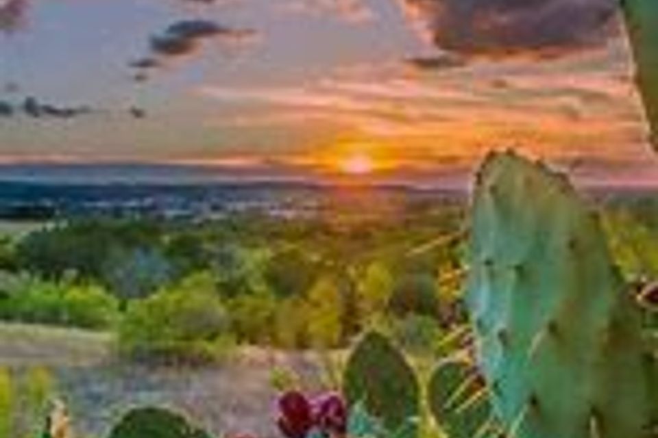 Closeupcactus