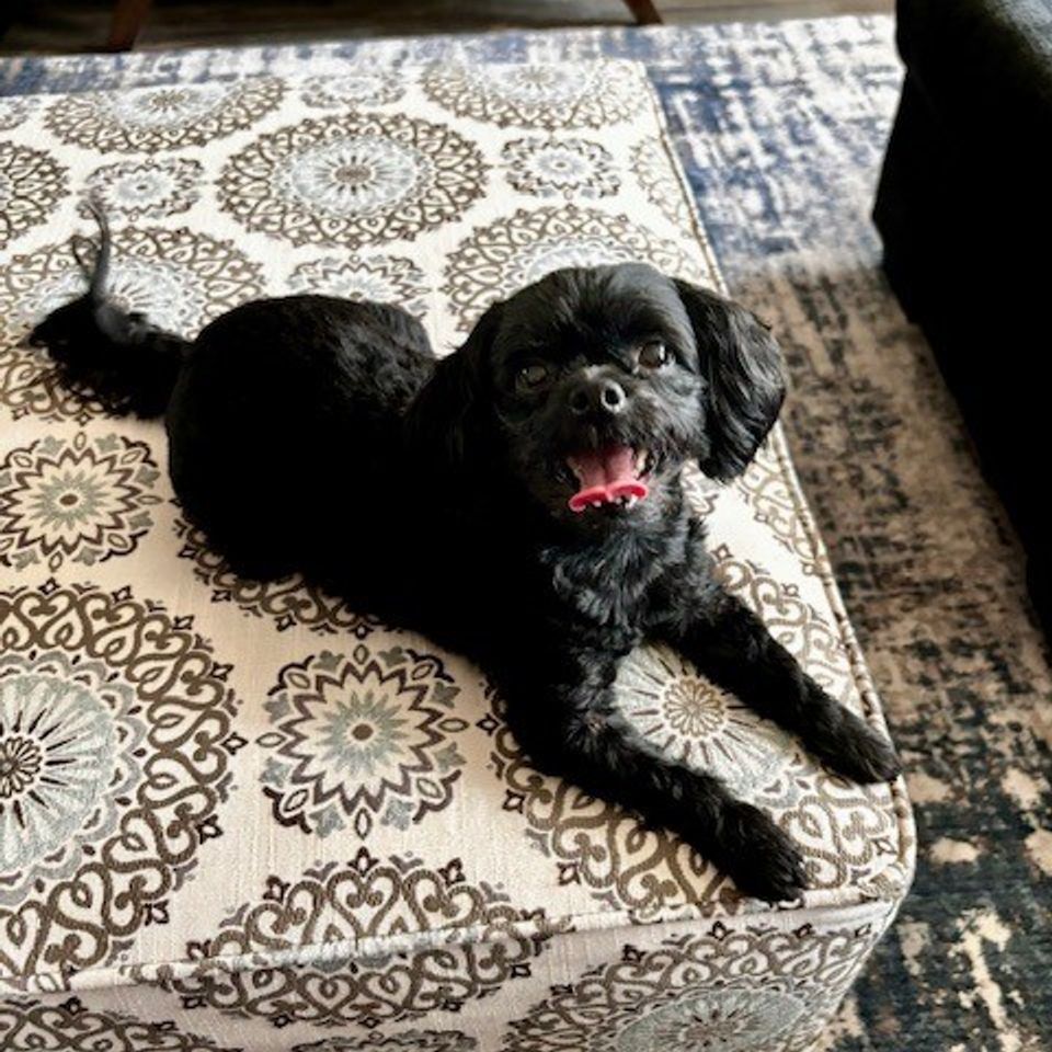 Black dog on carpet