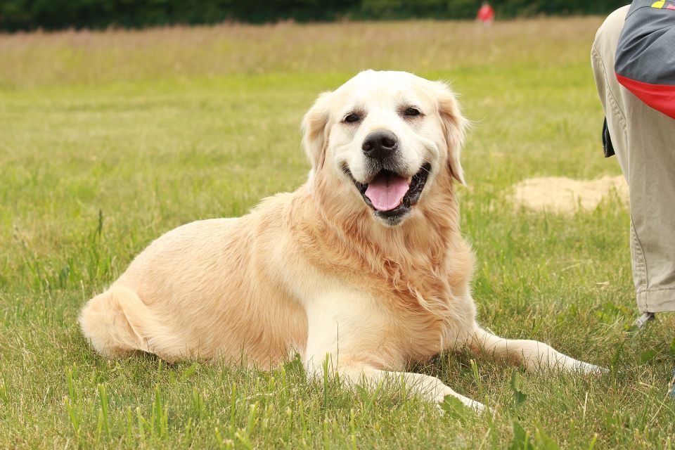 Golden retriever 53e2d1464e 1920