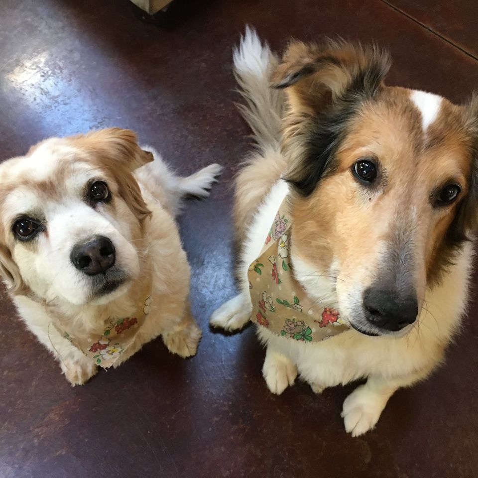 Suzie and bella dr hardys pets