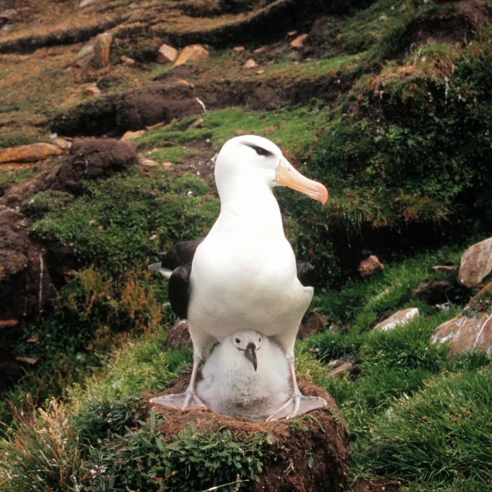 Chuckgraham blackbrowedalbatross img04520140912 18447 38gz0h