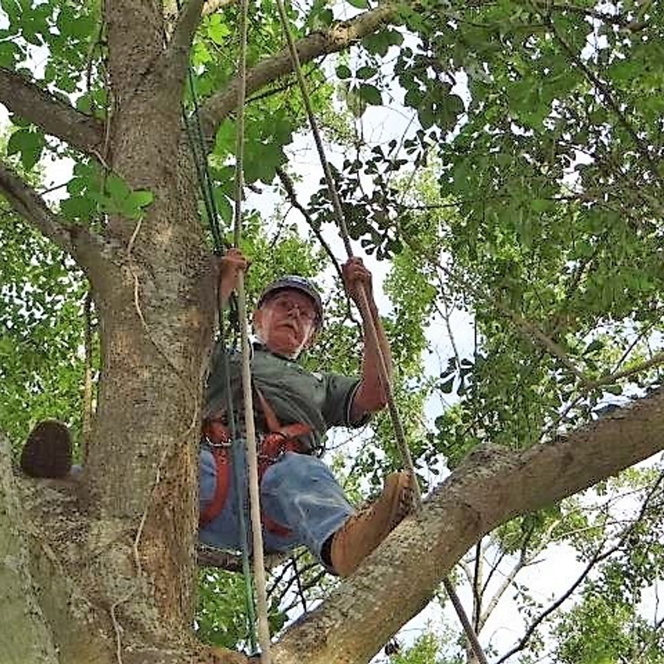Van in tree